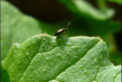 How to protect cabbage from cruciferous flea beetle